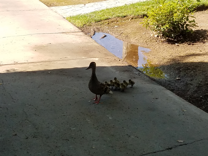 Illustration for article titled Parts fabrication and baby ducks